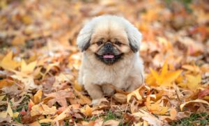 デリケートゾーンの黒ずみを解消するためのブログの書き方は？