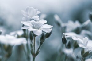 デリケートゾーンの黒ずみケアグッズでおすすめは？