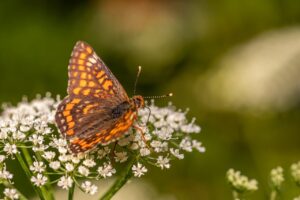 デリケートゾーンの黒ずみに効果的なトラネキサム酸外用法は？