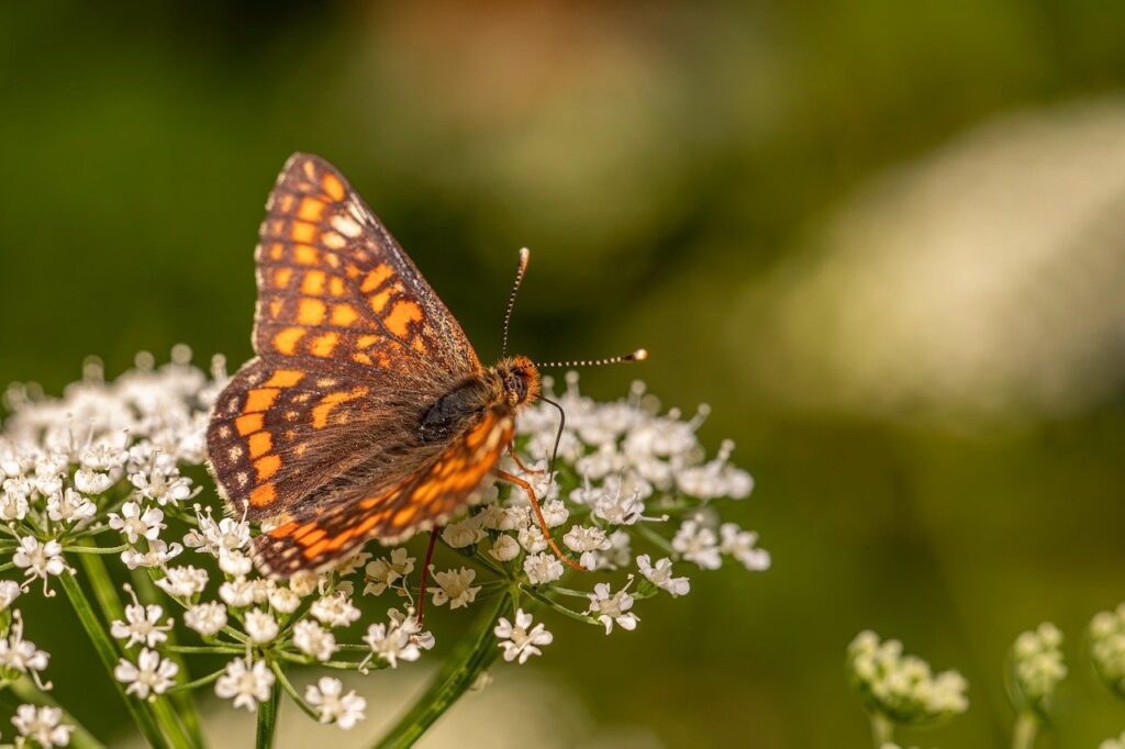 デリケートゾーンの黒ずみに対するピルの影響は？