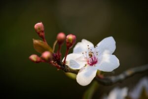 デリケートゾーンの黒ずみを解消するOラインケアのおすすめは？